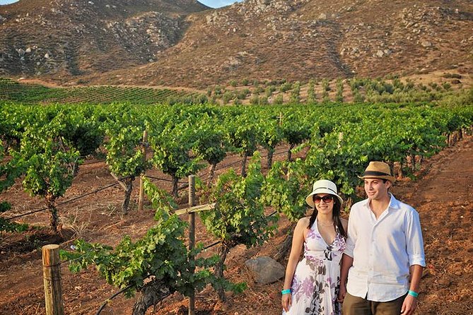 Private transportation service in Valle de Guadalupe wine region