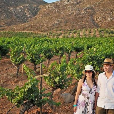 Private transportation service in Valle de Guadalupe wine region